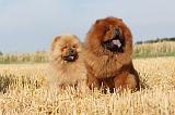 CHOW CHOW 035